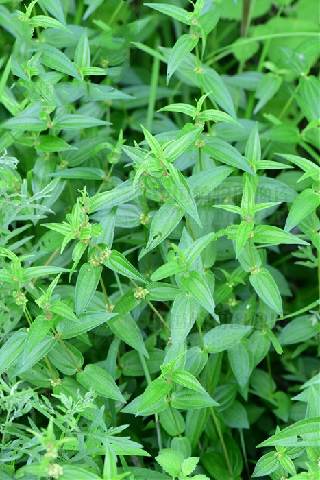 糯米团,见过吗?能健脾消食,清热利湿,解毒消肿