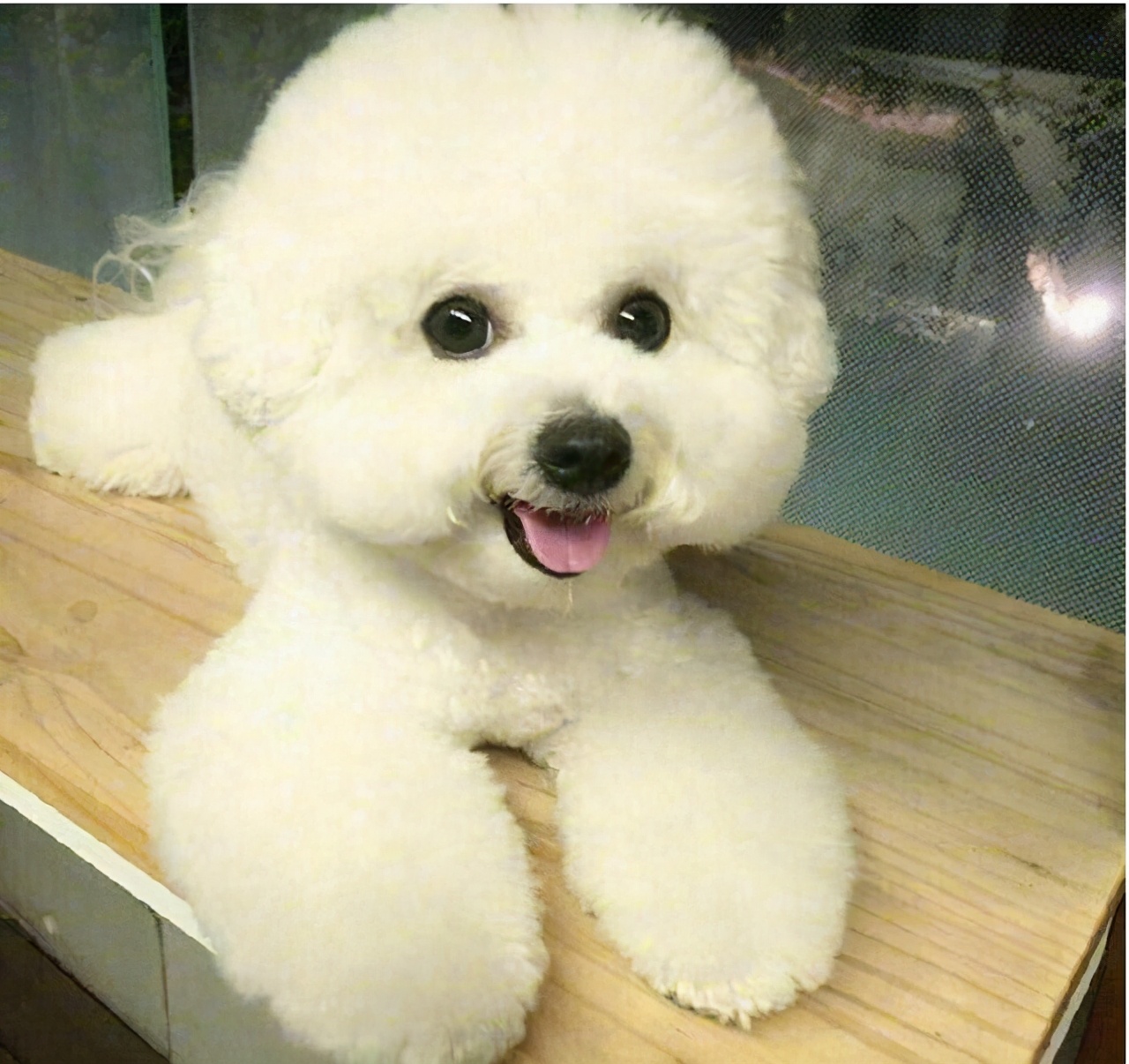 行业人建议：想养宠物犬，劝你选择这10种寿命长的狗狗