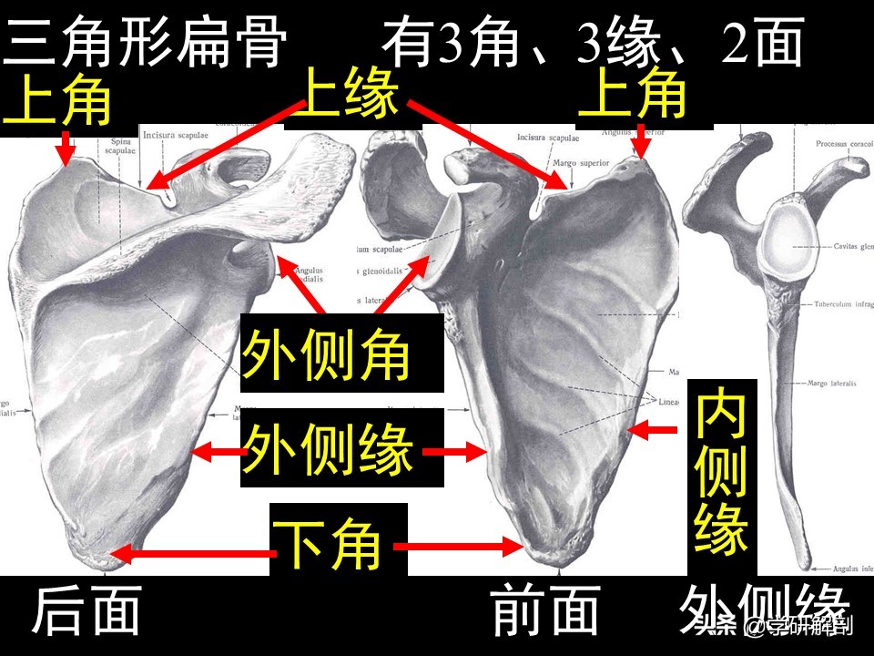 美人骨和蝴蝶背指的是上肢带骨锁骨和肩胛骨，上肢骨的形态结构