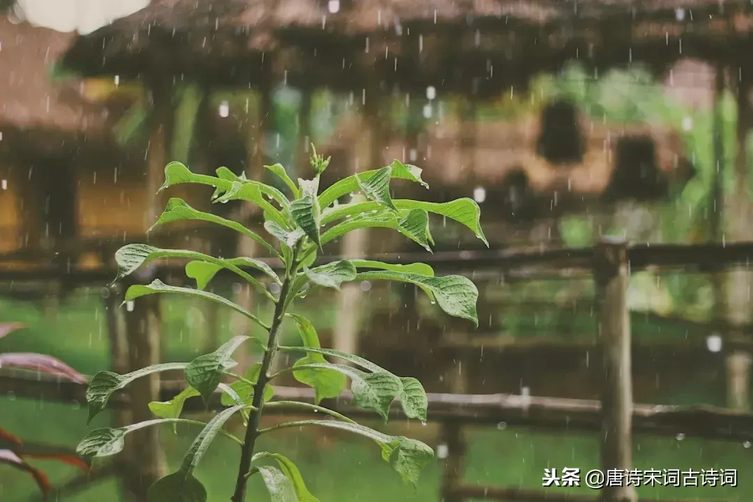 十首秋雨诗词，十种心情，你是哪一种？