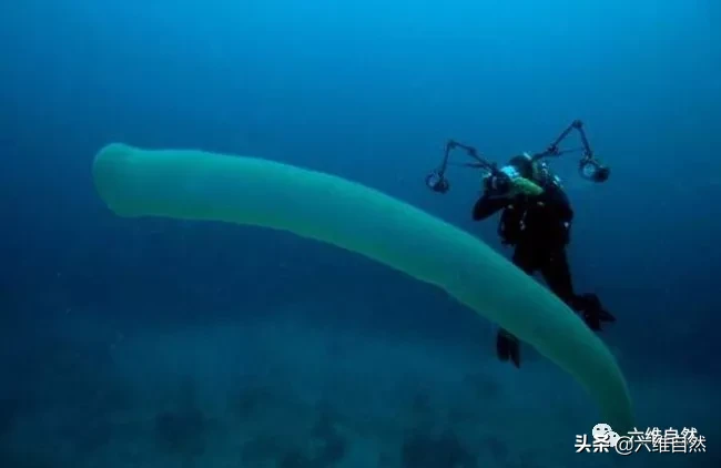 火体虫(深海有一群像巨虫的浮游生物，长达18米，却是滤食性食浮游生物)