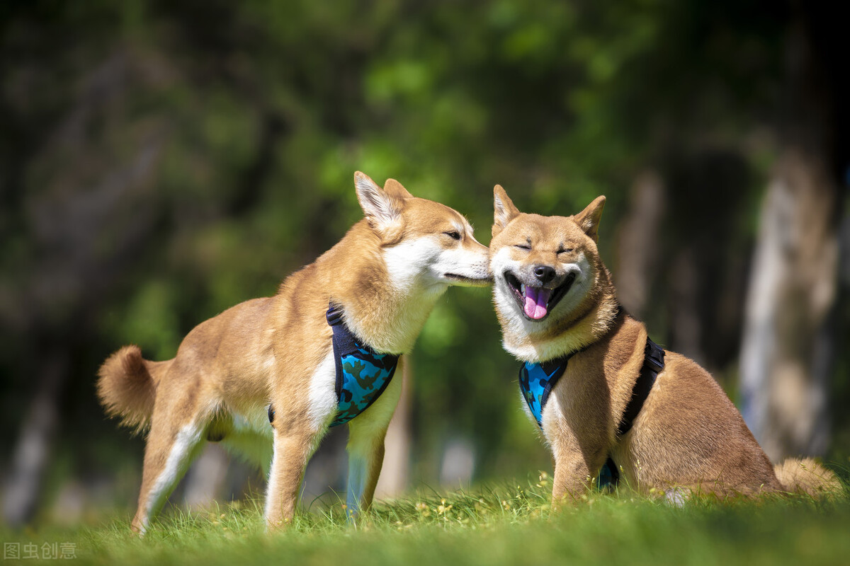 最受欢迎的八种“中型犬”，哪种更得你的“欢心”？
