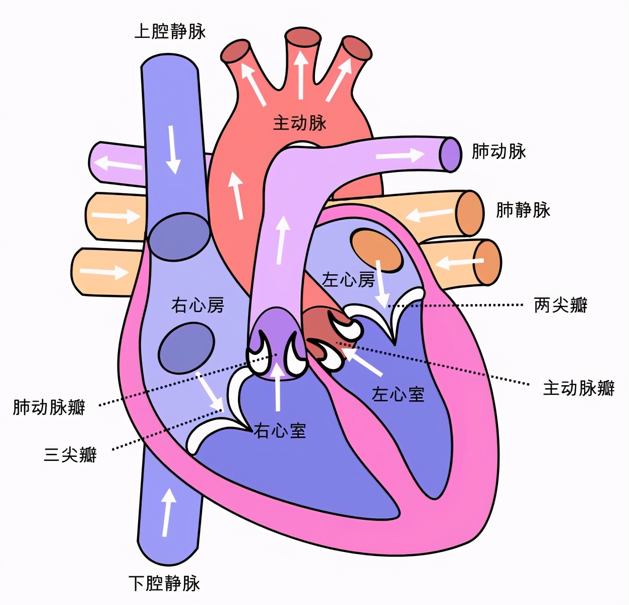 检查心脏，心电图、心脏彩超哪个更准确？看看医生怎么说