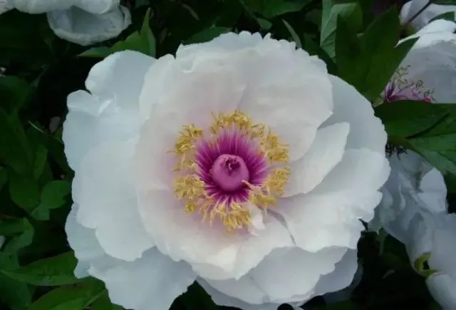 100种名贵牡丹鉴赏 绘画好素材（报花名）