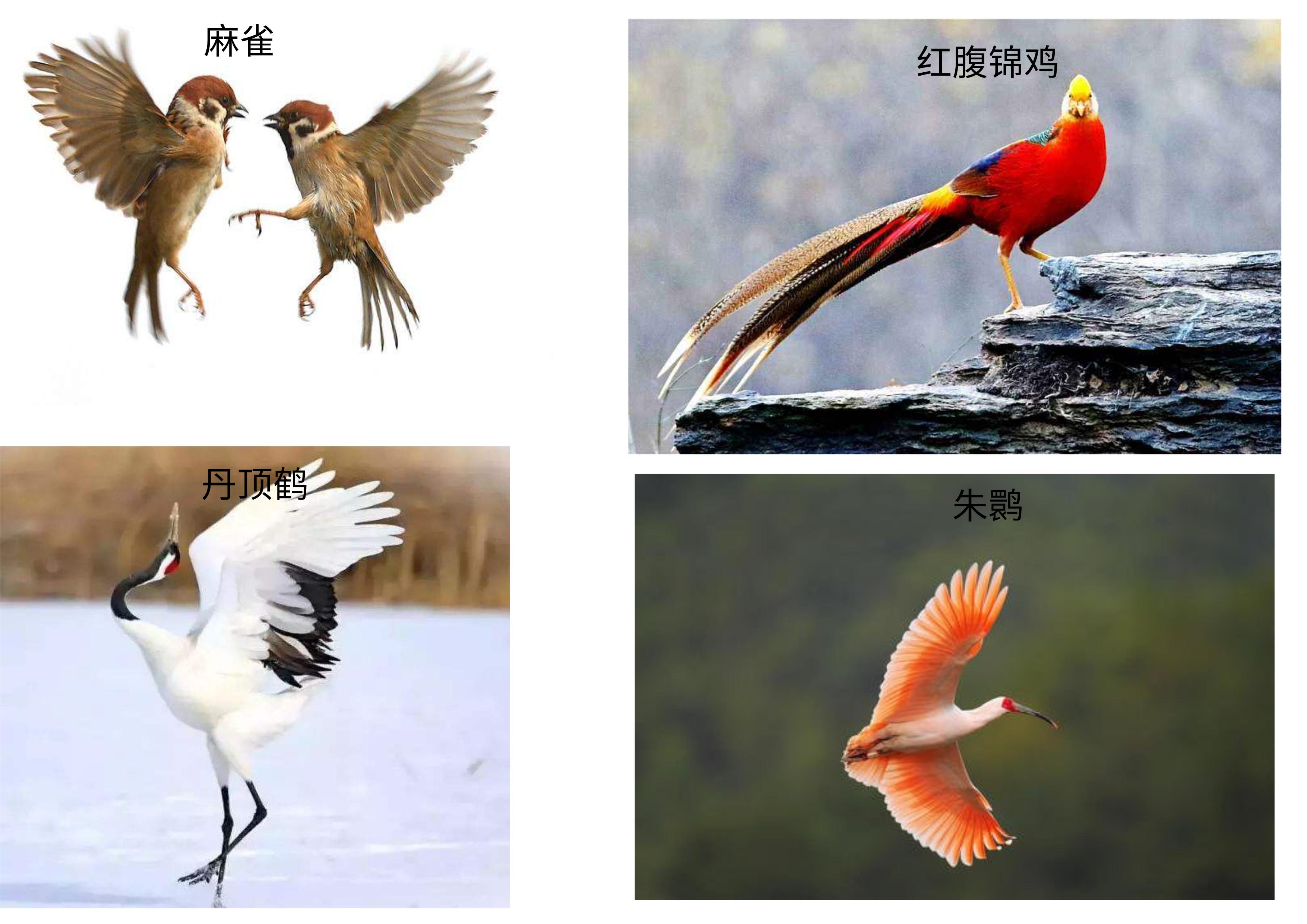 中国的国鸟是什么(中国的别称16个)-始兴思宇科技