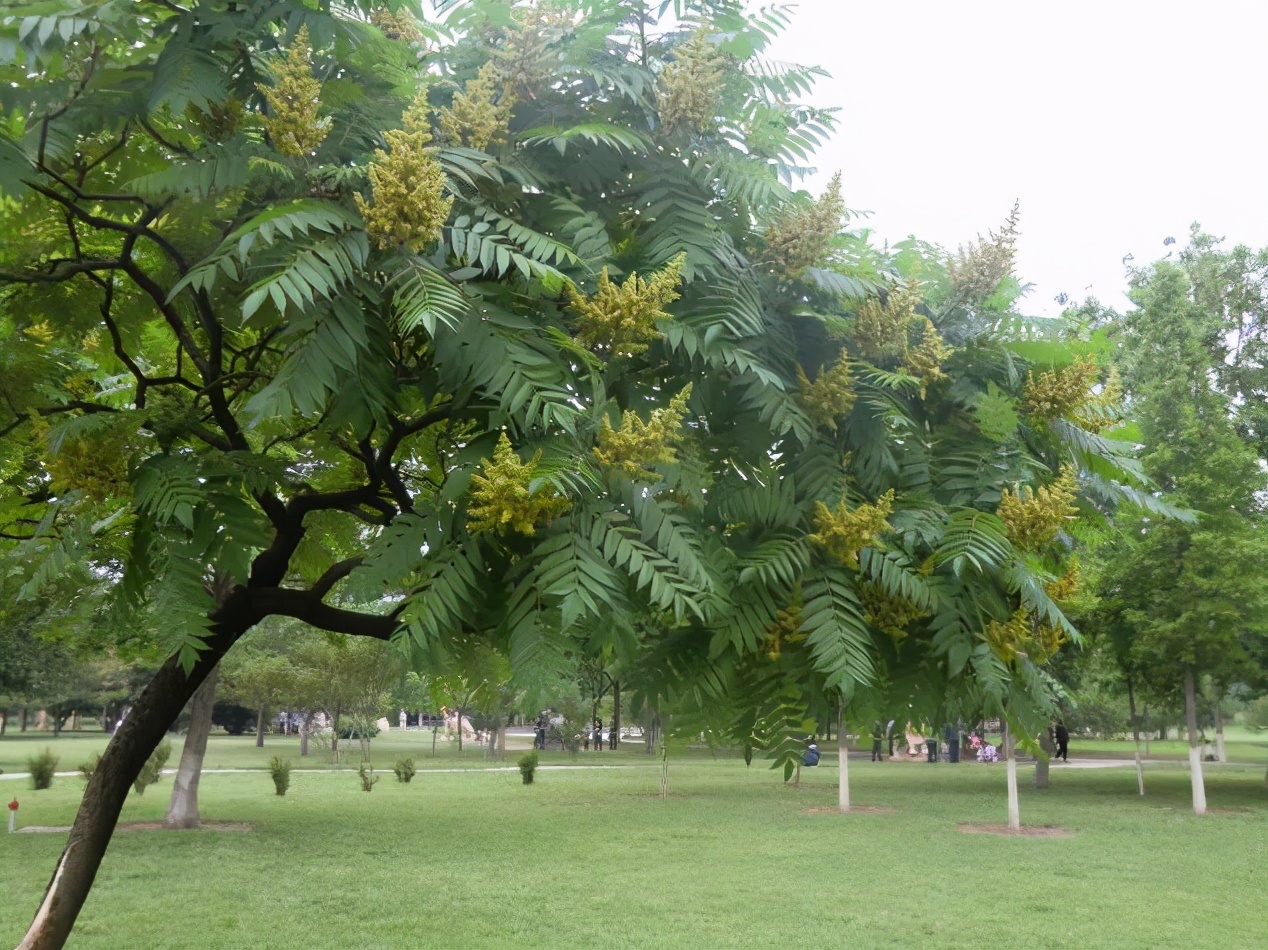 农村很常见的臭椿树,为何能被称为"树王"?