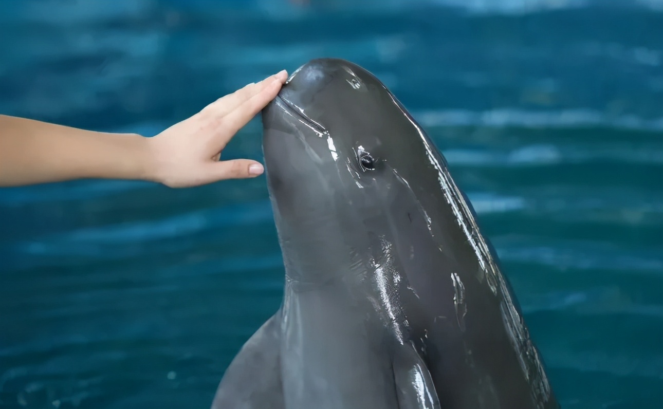 长江里的微笑天使长江江豚