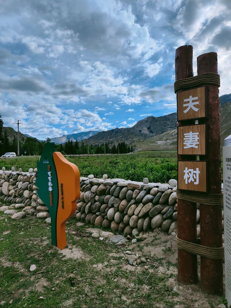 这两棵树便是可可托海的"夫妻树".