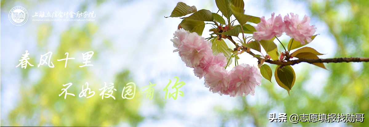 上海立信会计学院专升本（上海立信会计学院2019年录取数据分析）