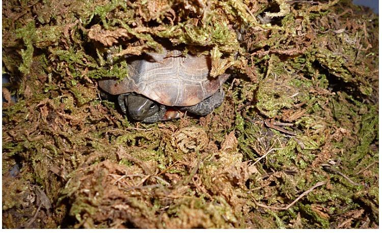 乌龟为什么冬眠图片