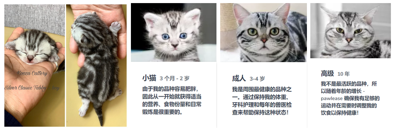 美短银虎斑,美短银虎斑猫多少钱一只