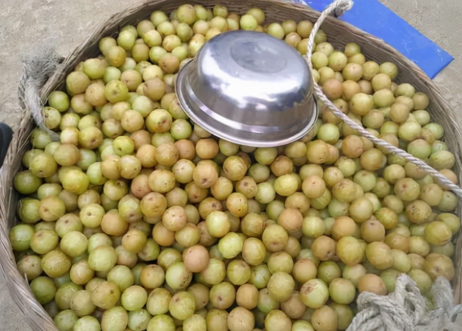 油柑子:一生大起大落,从山间野果到宫廷贡品,如今再一次翻红