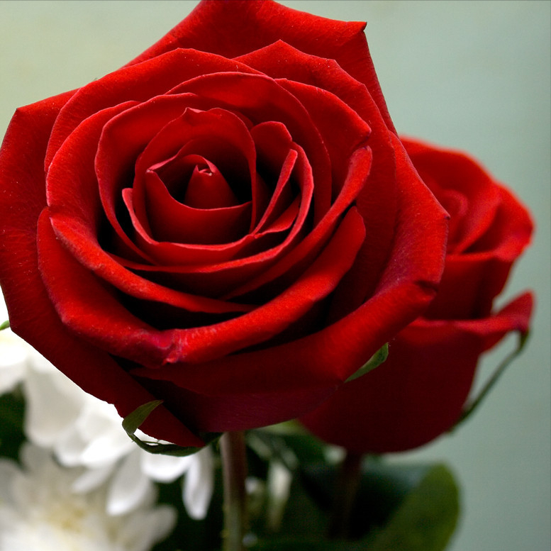 卡罗拉玫瑰是目前市面上最常用,优点:颜色艳红色正,花苞较大,花期时间