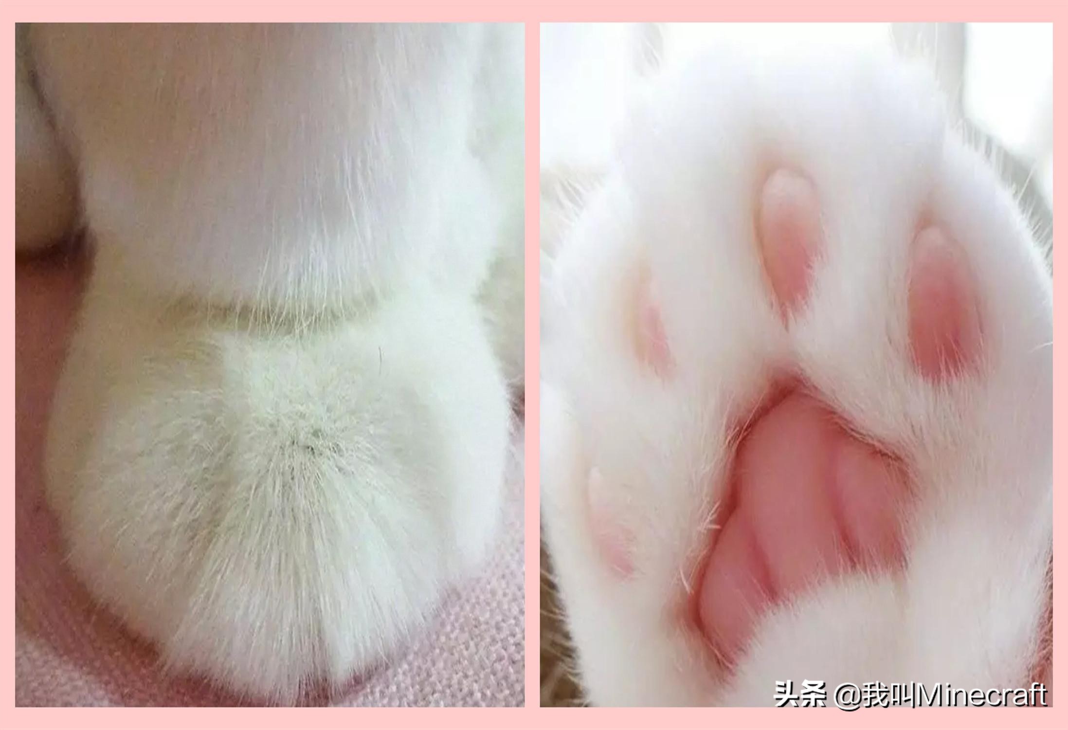 ҵèʲô(cai)ѱҵè(mao)ʲô-8ͼ(tu)Ƭ-Ʊ֪ʶѧϰ