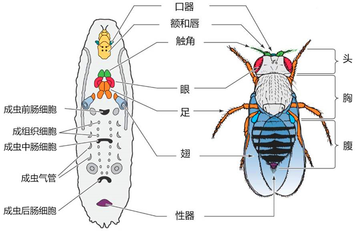 毛毛虫身体结构示意图图片