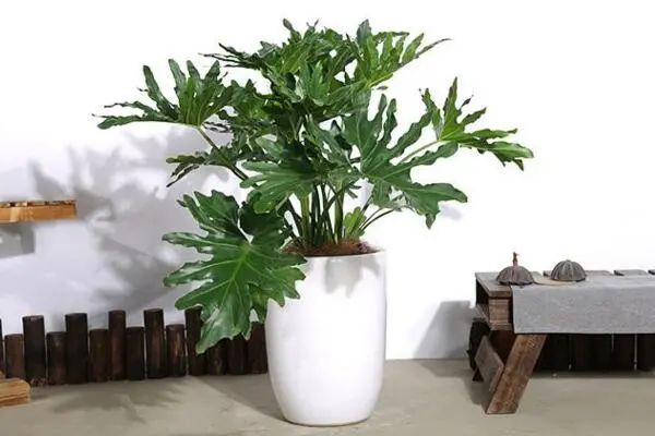 常见50种植物（50种常见的室内盆栽绿化植物）