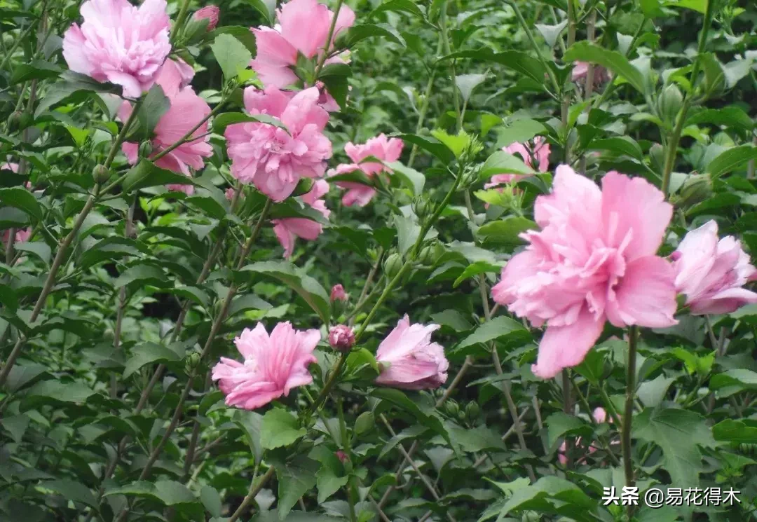 木槿是常绿还是落叶（木槿和扶桑的区别以开花经验分享）