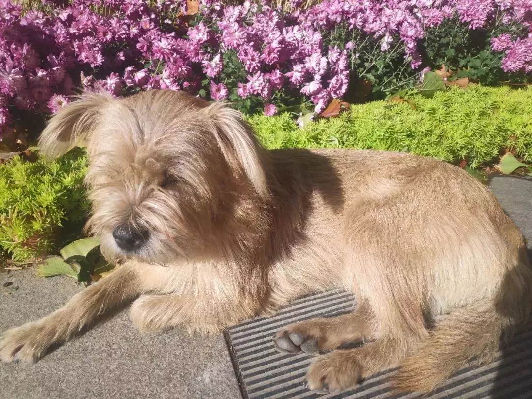 北京这个学校很“火”！坐拥3大花园、果园、动物园，集美貌与知识于一体！