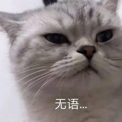 给猫咪取什么名字，其实代表你的性格，准