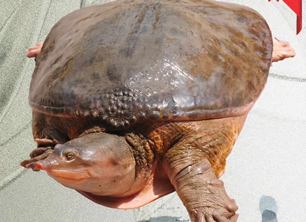 常被误认成"百年甲鱼",多地已经出现,却是入侵物种,会泛滥吗