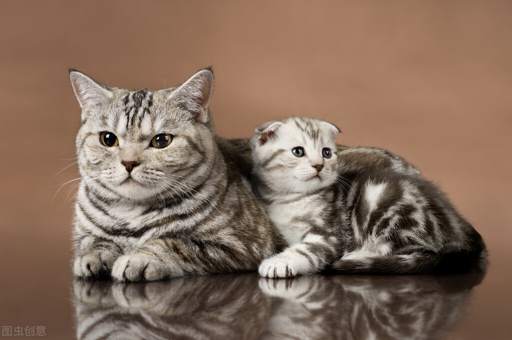 猫的怀孕周期短，一般可以自己完成整个生育过程，猫多久生小猫