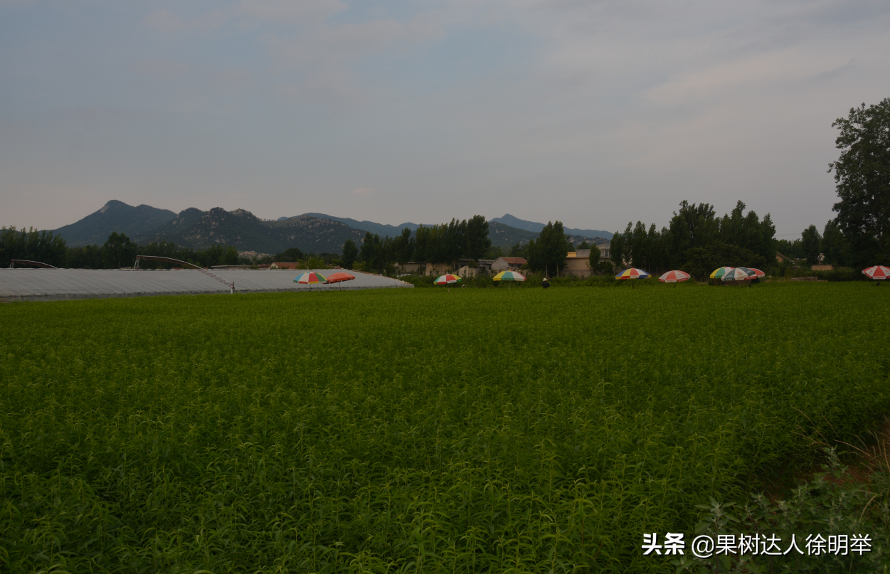 桃树夏季嫁接时间和方法（桃树夏天嫁接时间和方法）-第4张图片-昕阳网