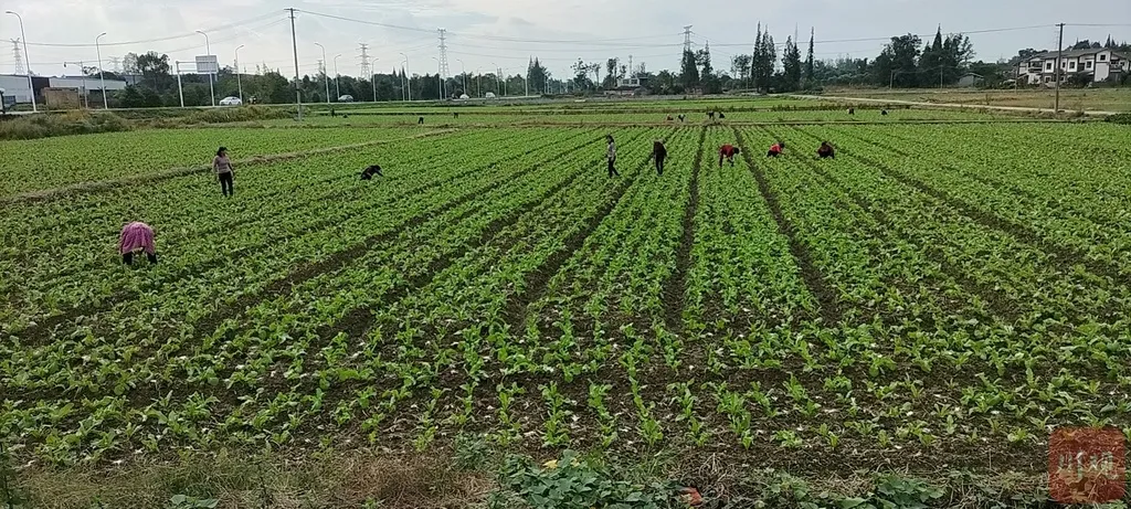 豌豆尖,豌豆尖的功效与作用