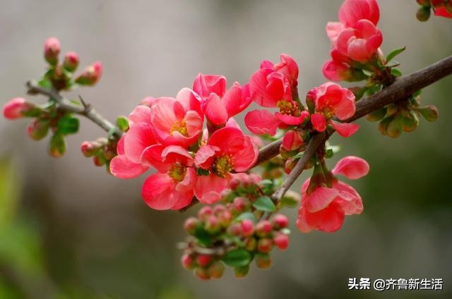 春暖花开时，海棠红依旧：知否，知否，应是红肥绿瘦（美图收藏）