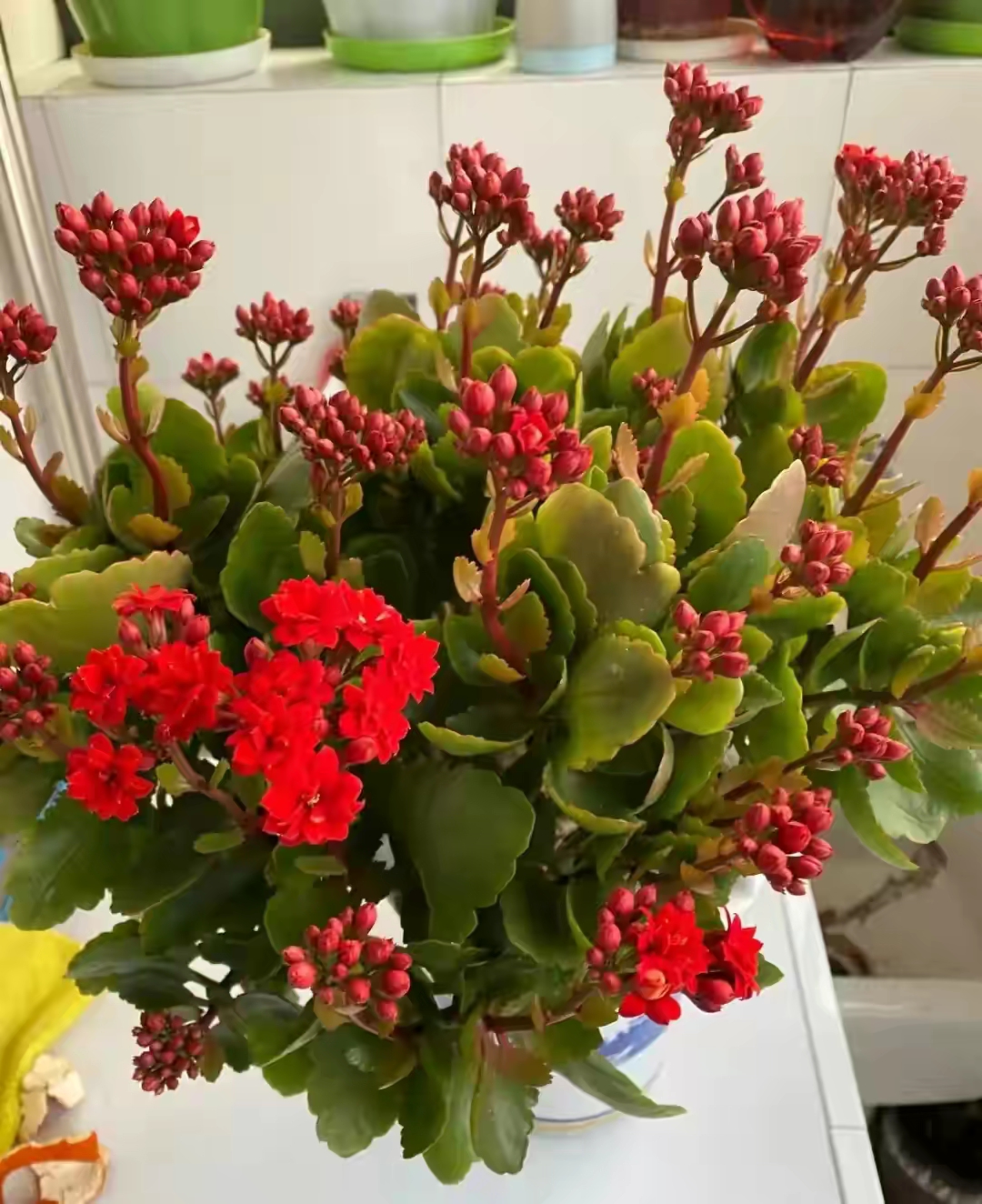 長壽花圖片,長壽花圖片大全