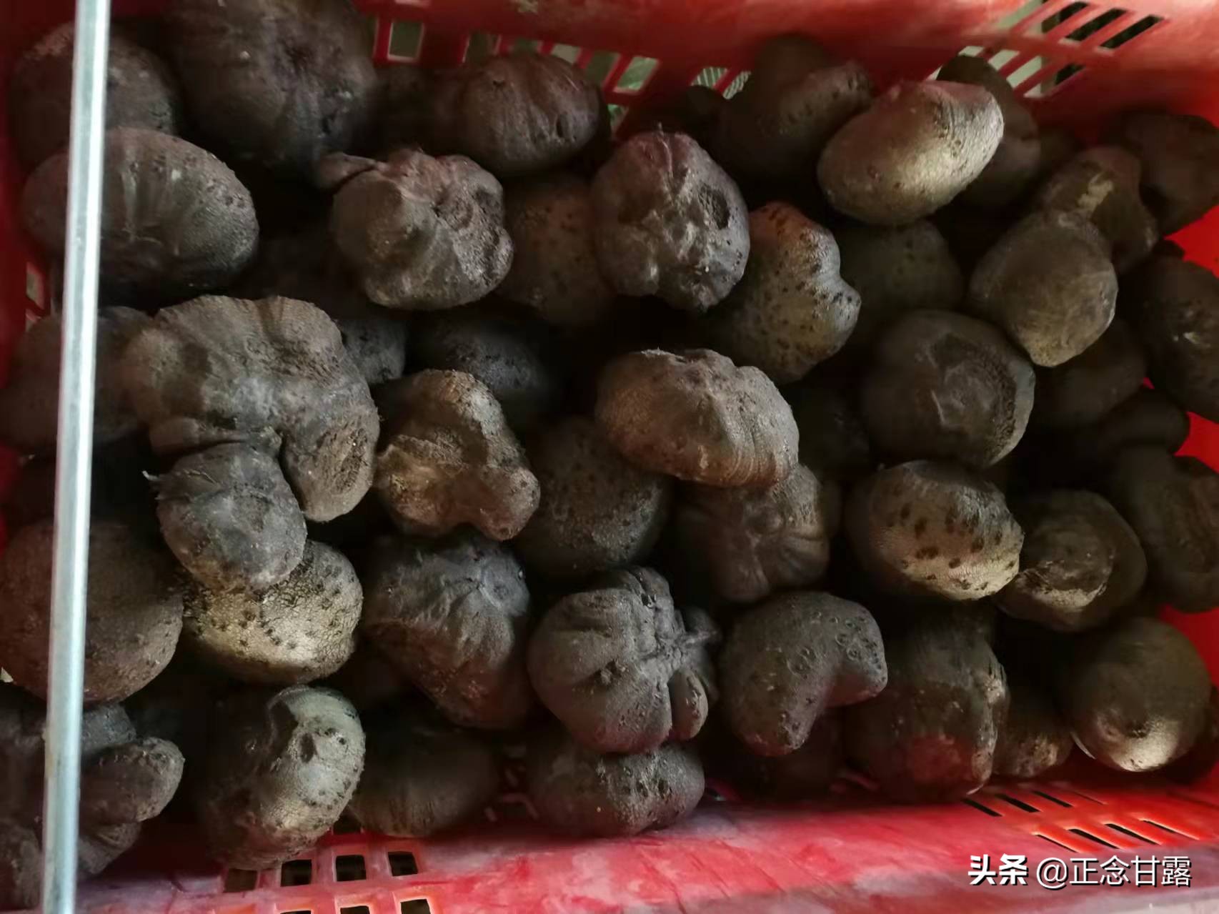 一家低调的珠芽魔芋种植户，可能突破年度最高产量