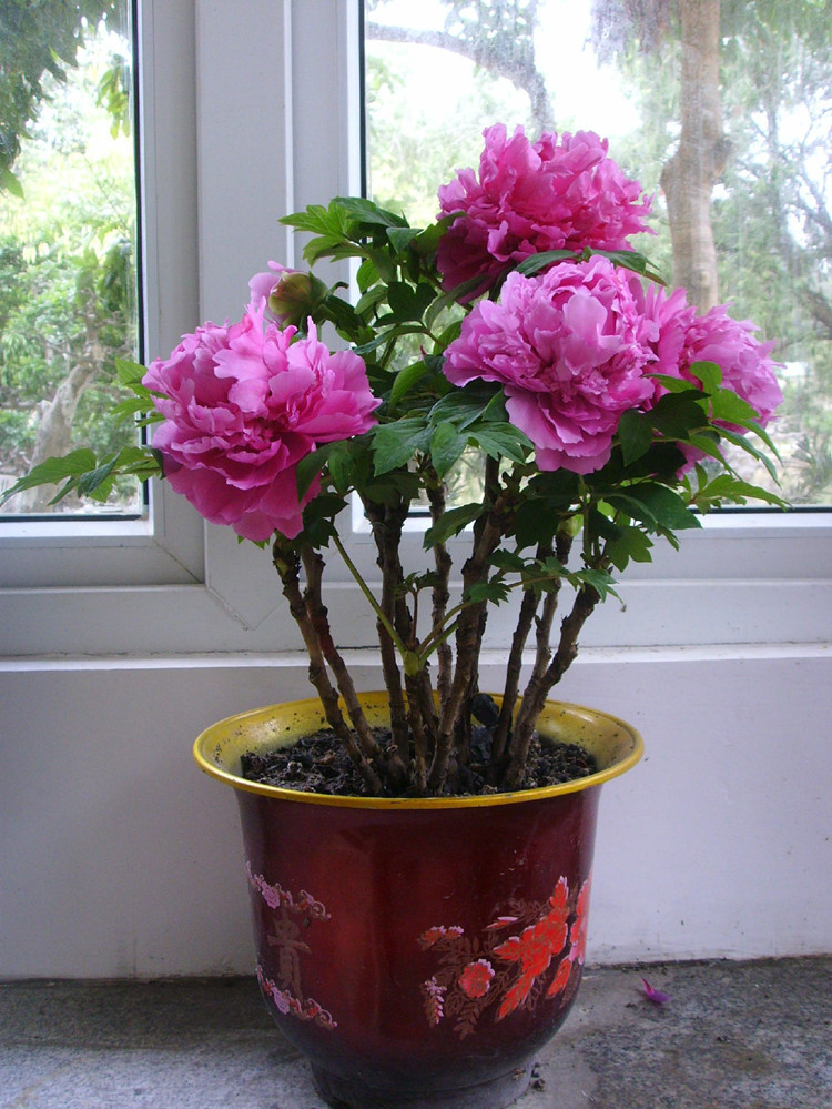 旺宅旺财植物花卉（有名的12种旺财花吉祥又大气）