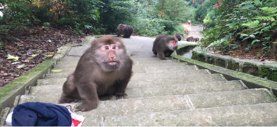 如果我们在峨眉山被猴子攻击,在峨眉山打猴子会怎么样?