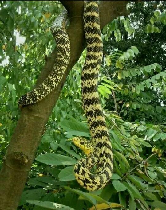 王锦蛇:无毒也能称霸王?眼镜王蛇碰见也要退避三舍