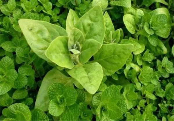 番杏叶片的作用与功效及副作用-我的快乐小窝