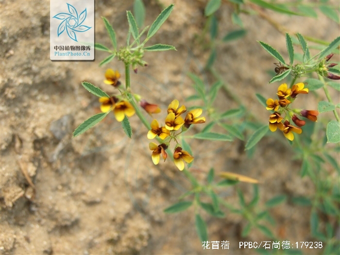 苜蓿怎麼讀什麼意思中草藥花苜蓿種類及圖片