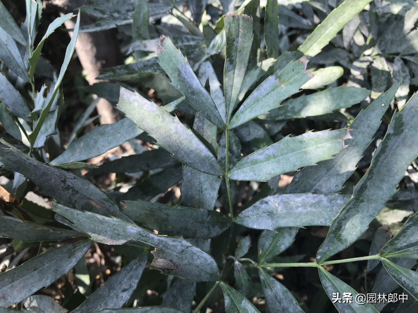 十月份病虫害仍在继续，秋植工作也将开展，如何做让工作更有条理