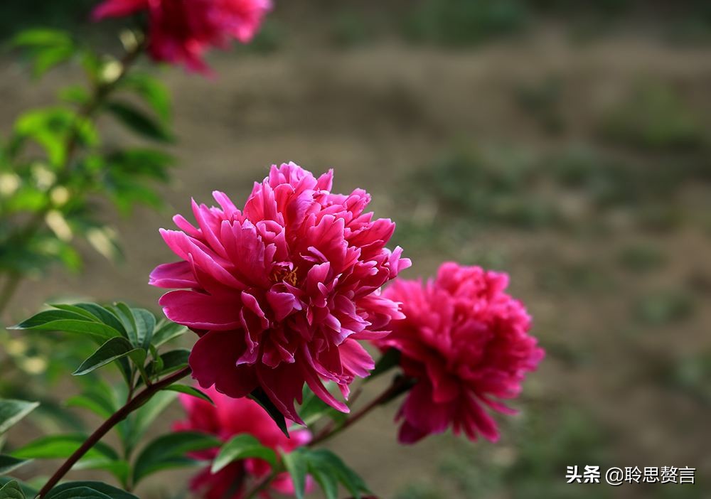 芍药诗词精选三十六首 过眼一春春又夏，开残芍药更无花