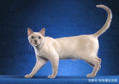 世界42种宠物猫，看看你能认识多少