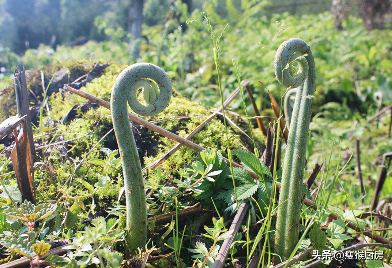 40种野菜图片大全,教你认识不同的野菜和吃法,你想要的野菜都有