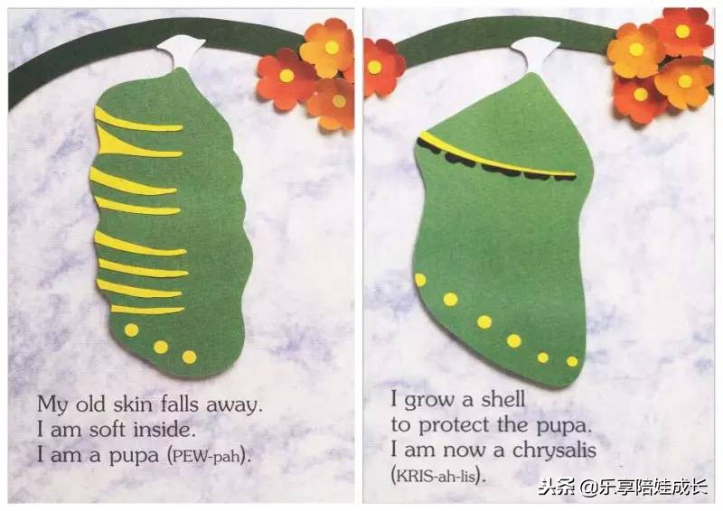 绘本磨耳朵：I'm a Caterpillar 中文《我是一条毛毛虫》！