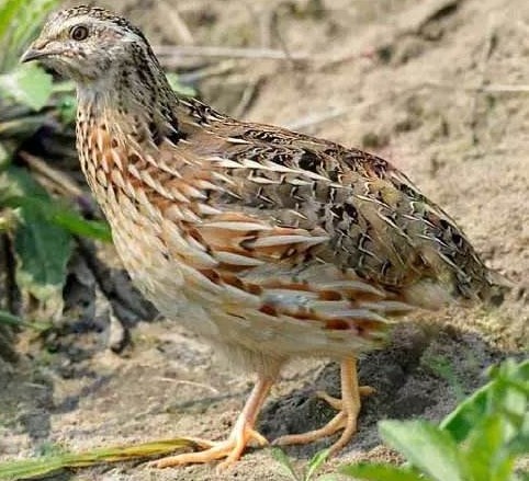 公鹌鹑粪便往往会有白色泡沫状的附着物,而母鹌鹑的粪便中无泡沫状的