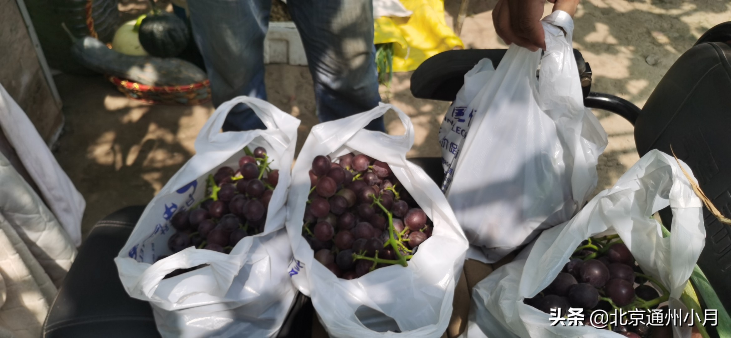 来北京采育吃最甜的葡萄 价格还便宜10元三斤 体验丰收的喜悦