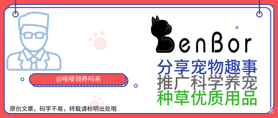 辟谣：三色柯基比双色贵？商家的骗局而已，柯基的分类与颜色无关