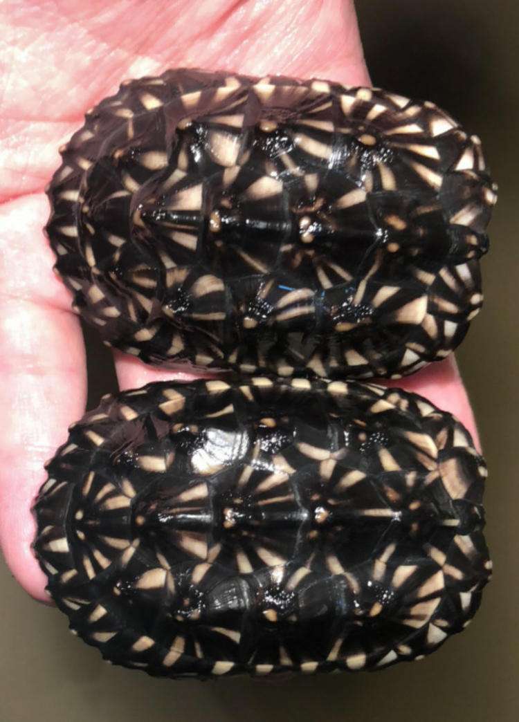 排名最漂亮的龟（最好看的乌龟排名表一览）
