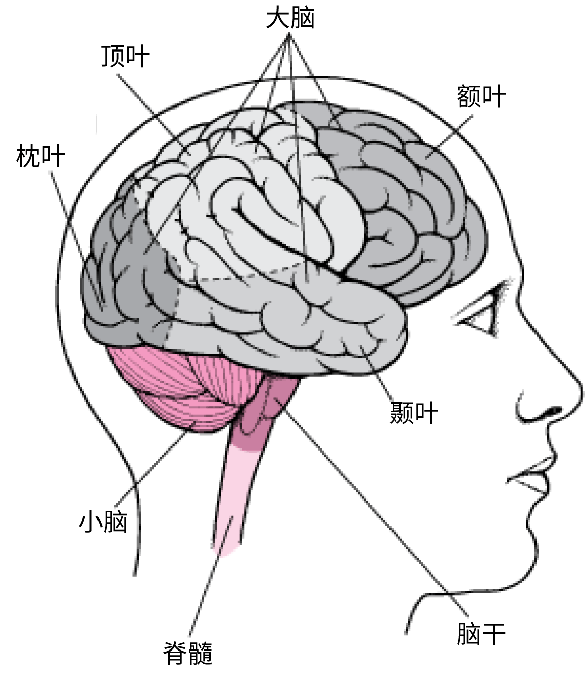 朊病毒有多可怕？“笑死病”的元凶，约90%的感染者会在1年内死亡