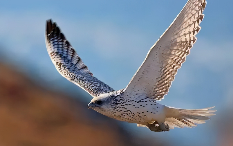 中,就有关于海东青的记载,书中将海东青划分为辽东地区最迅猛的鹰