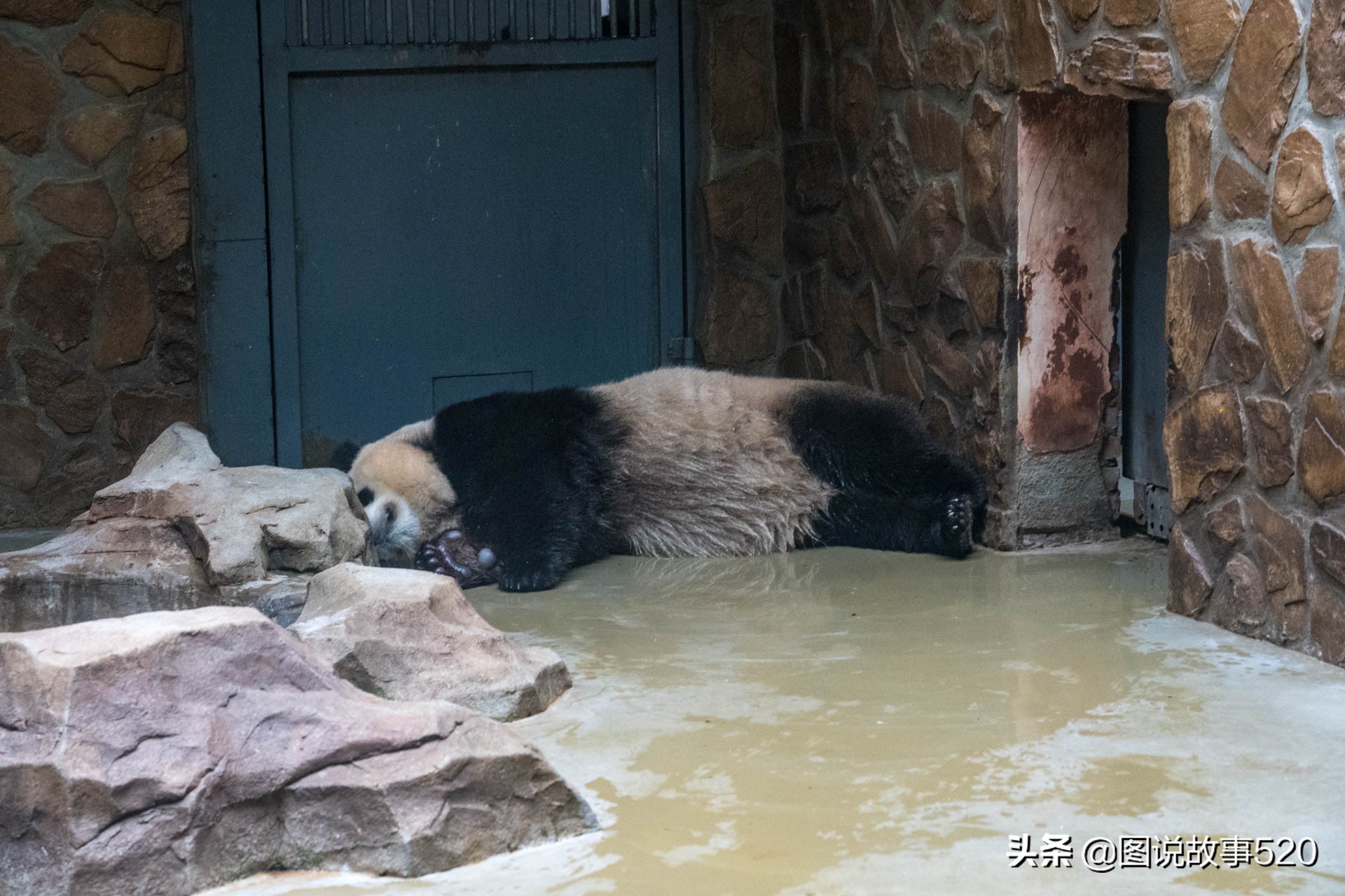 大熊猫的睡眠时间（大熊猫的睡眠时间一般是多少）-第4张图片-昕阳网