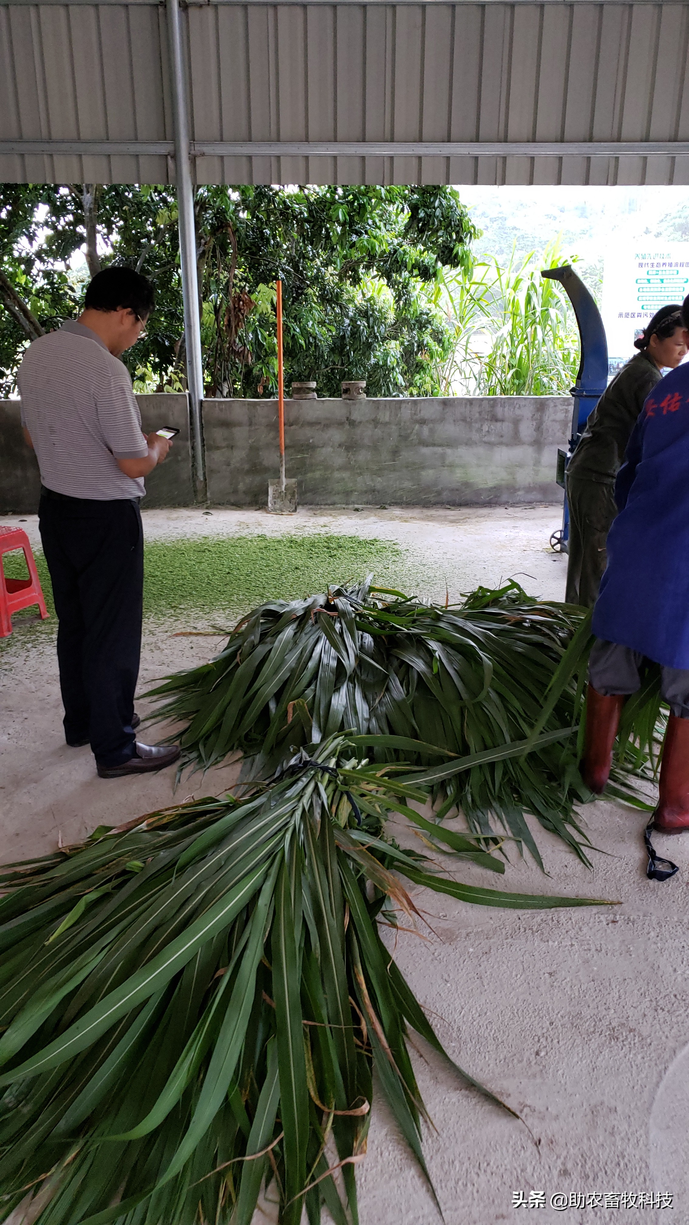 广东这个养猪新手猪场种植牧草养猪肉质好得到大家的认可