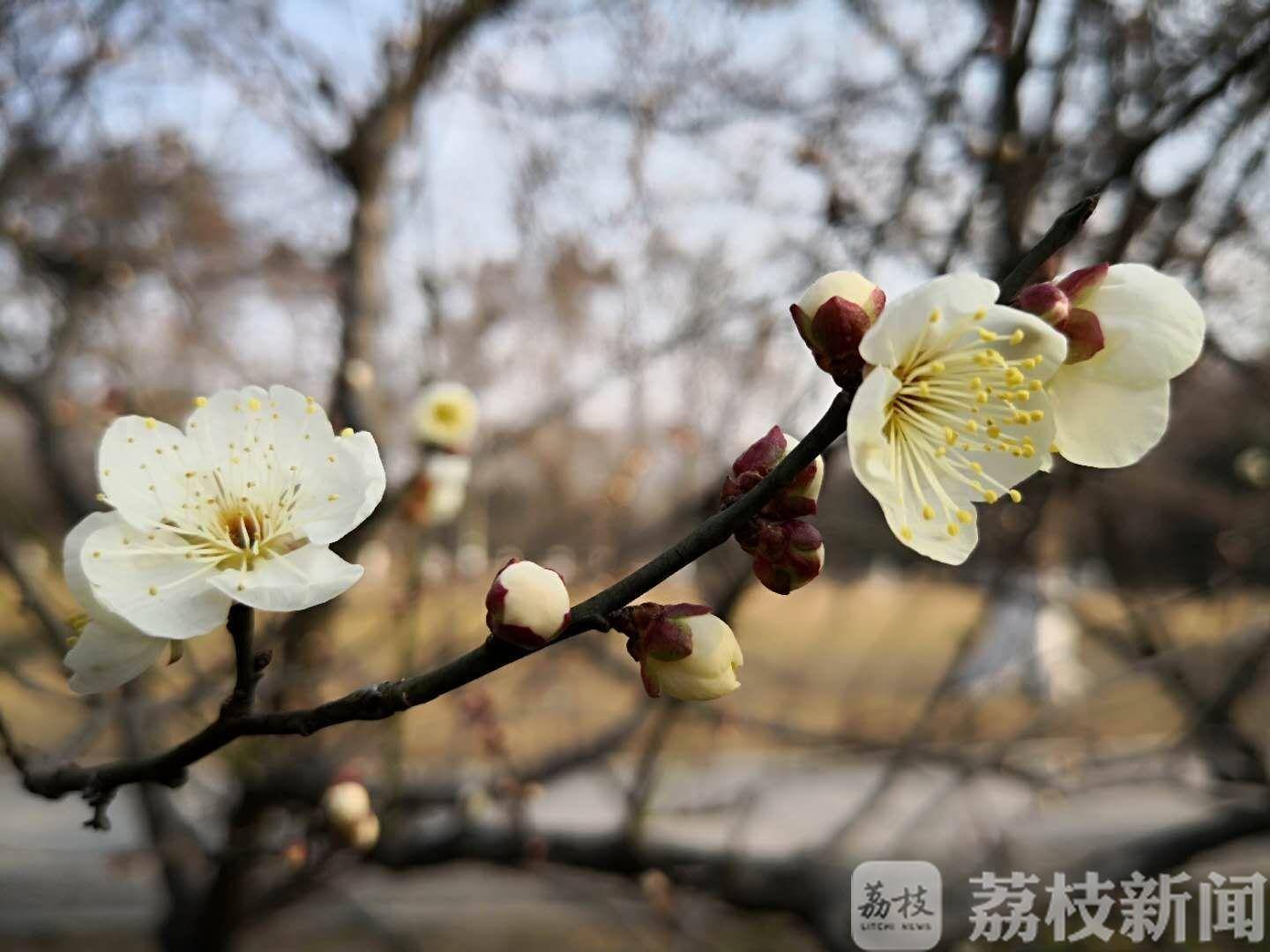 江南无所有，聊赠一枝春，南京梅花山的梅花悄悄地绽放了！