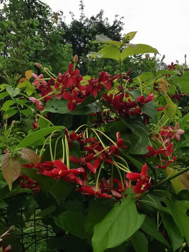 使君子图片(使君子花语和寓意)